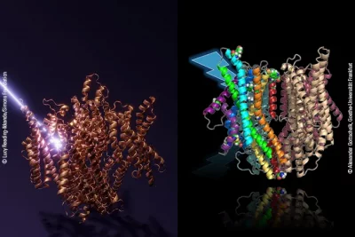 Caenorhabditis-LITE-1