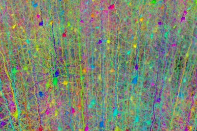 Visualisation of a neural network