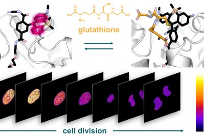 Glutathion - Emmert, Thallmair et al 2023