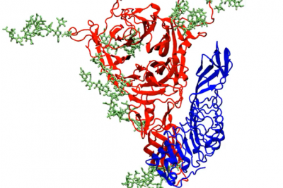 Plasma membrane receptor with glycans in complex with a bacterial invasion protein (Serena Arghittu, Covino Lab)