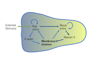 Neutrophil Polarisation