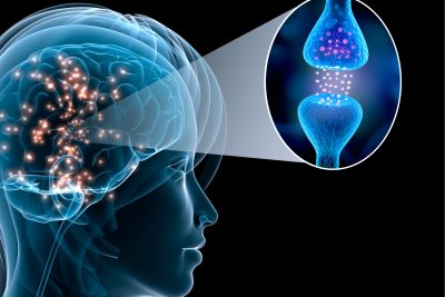Synapse