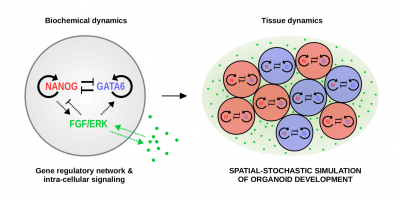 Organoid Simulator 