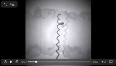 Coarse-grained simulation of MGA2 transmembrane proteins. Coarse-grained simulation of MGA2 transmembrane proteins.