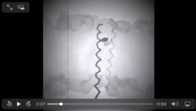 Coarse-grained simulation of MGA2 transmembrane proteins.