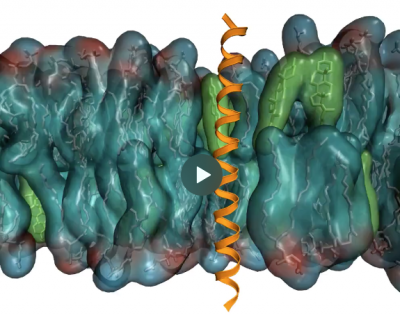 The transmembrane domain of the protein IRE1 in yeast. The transmembrane domain of the protein IRE1 in yeast.