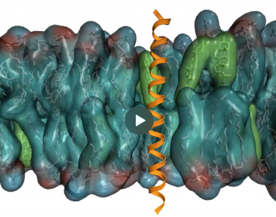 The transmembrane domain of the protein IRE1 in yeast.